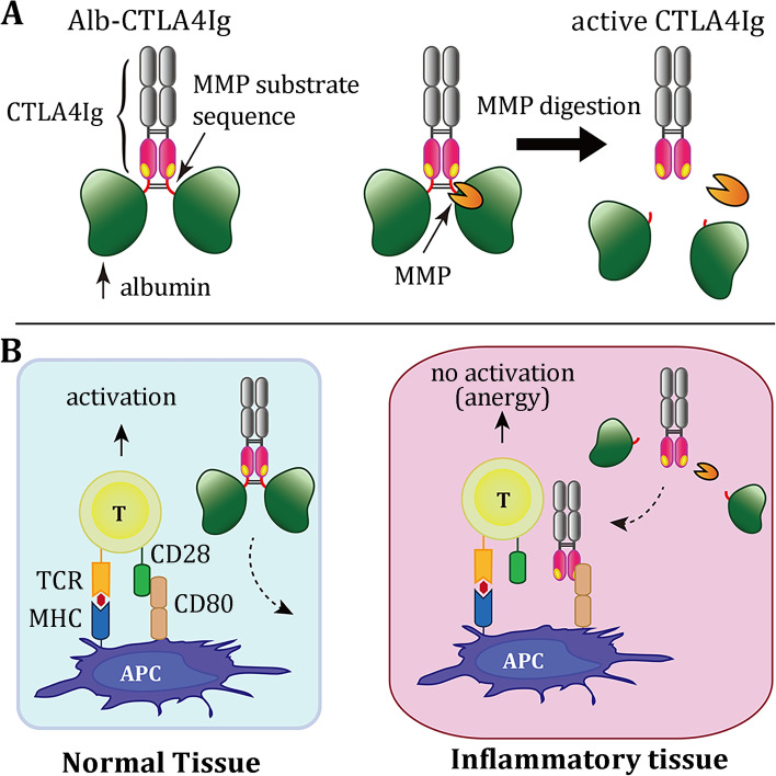 A lesion-selective albumin-CTLA4Ig as a safe and effective treatment for collagen-induced arthritis.