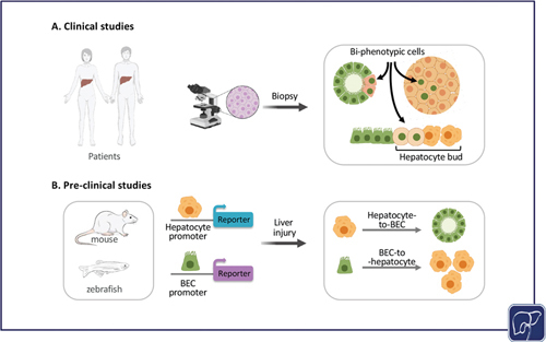 Update on Hepatobiliary Plasticity.