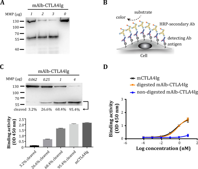 A lesion-selective albumin-CTLA4Ig as a safe and effective treatment for collagen-induced arthritis.