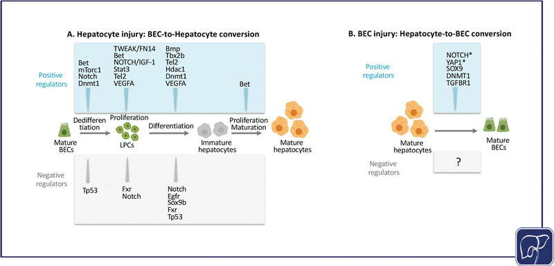 Update on Hepatobiliary Plasticity.