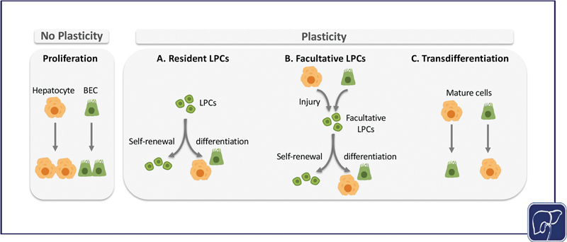 Update on Hepatobiliary Plasticity.