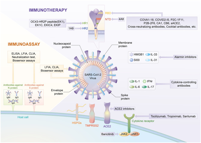 Clinical Application of Antibody Immunity Against SARS-CoV-2: Comprehensive Review on Immunoassay and Immunotherapy.