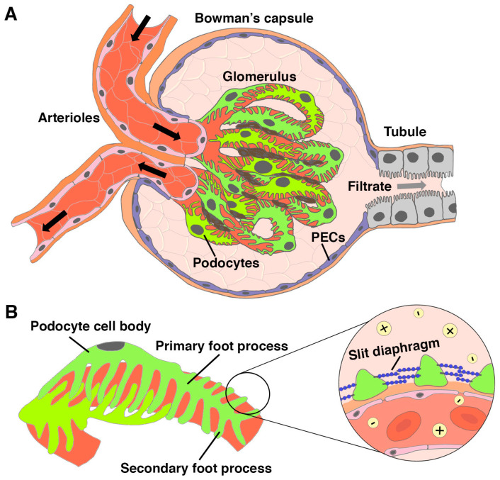 Modeling Podocyte Ontogeny and Podocytopathies with the Zebrafish.