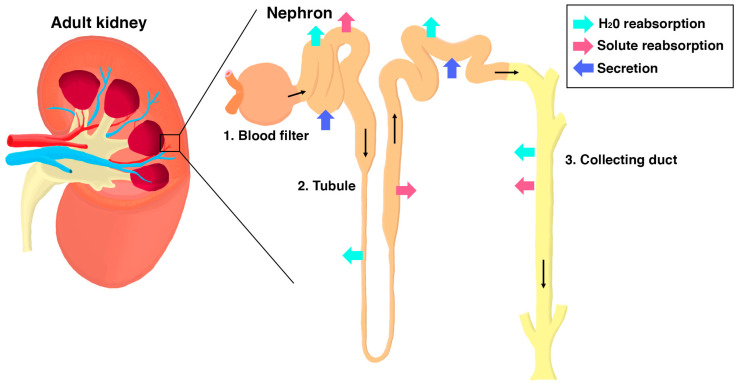 Modeling Podocyte Ontogeny and Podocytopathies with the Zebrafish.