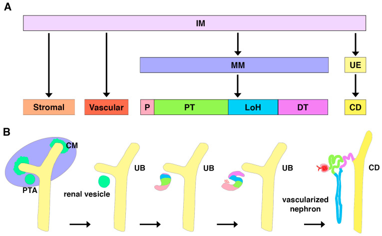 Modeling Podocyte Ontogeny and Podocytopathies with the Zebrafish.