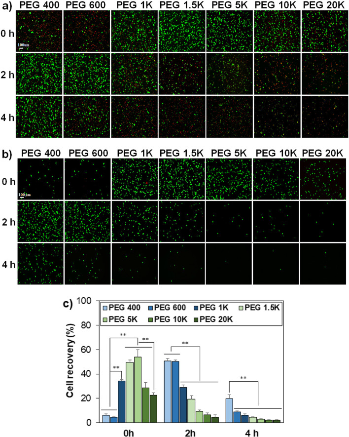 Rediscovery of poly(ethylene glycol)s as a cryoprotectant for mesenchymal stem cells.