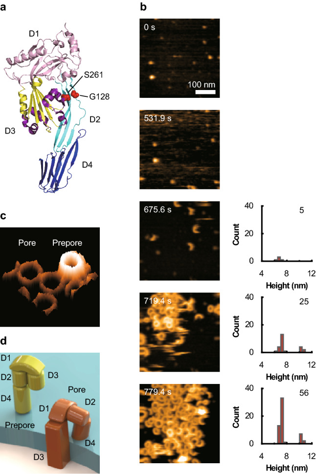 Visualizing the Domino-Like Prepore-to-Pore Transition of Streptolysin O by High-Speed AFM.