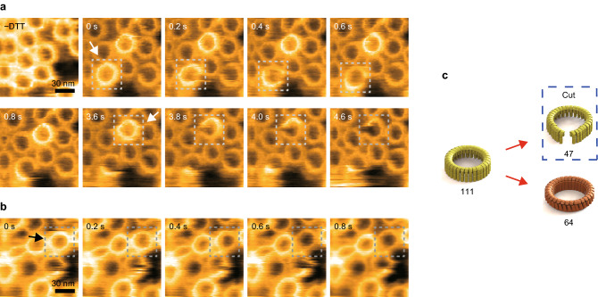 Visualizing the Domino-Like Prepore-to-Pore Transition of Streptolysin O by High-Speed AFM.