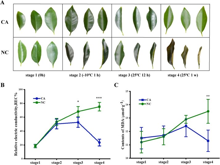 Protease inhibitor ASP enhances freezing tolerance by inhibiting protein degradation in kumquat.