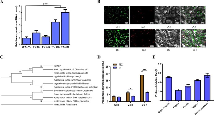 Protease inhibitor ASP enhances freezing tolerance by inhibiting protein degradation in kumquat.