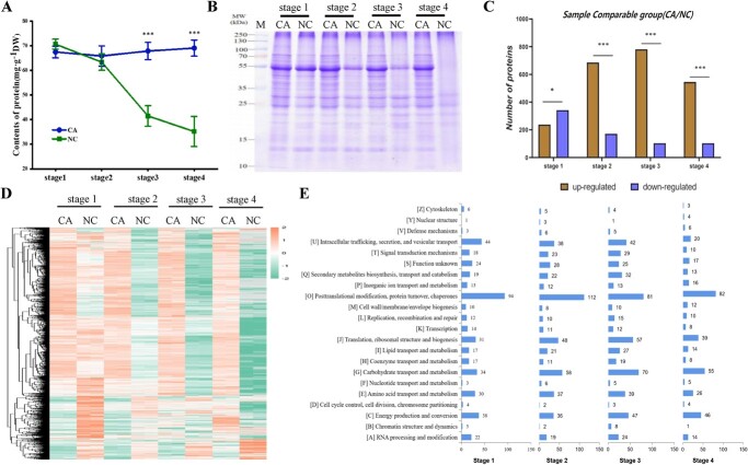 Protease inhibitor ASP enhances freezing tolerance by inhibiting protein degradation in kumquat.