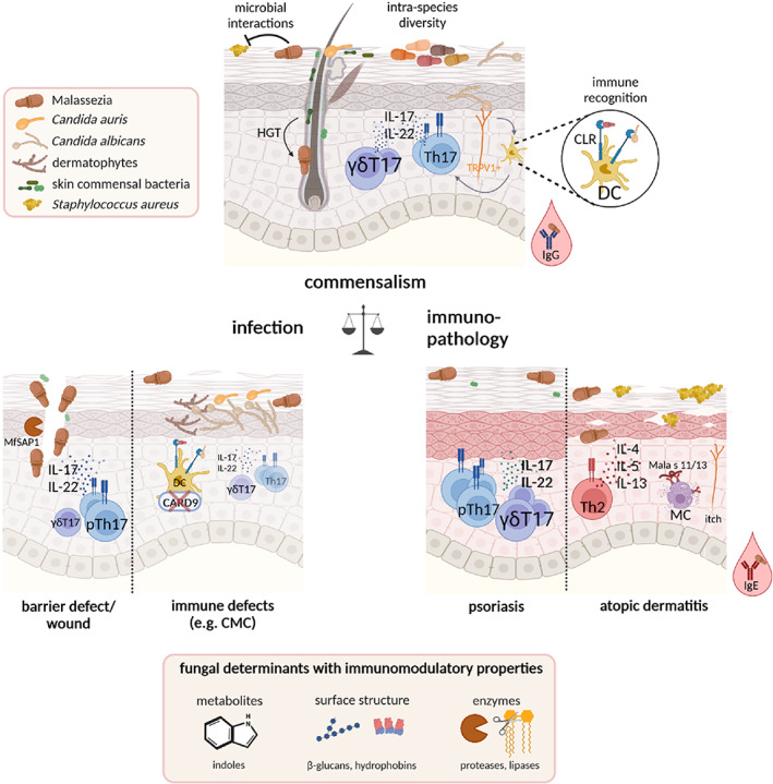 New insights into immunity to skin fungi shape our understanding of health and disease.