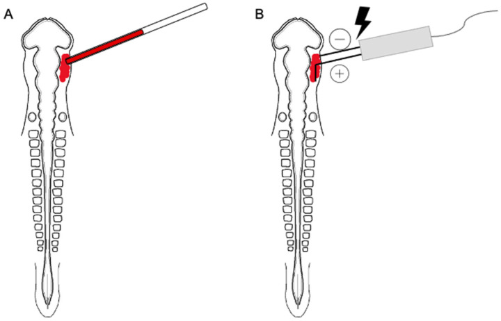 Neurogenin 2 and Neuronal Differentiation 1 Control Proper Development of the Chick Trigeminal Ganglion and Its Nerve Branches.