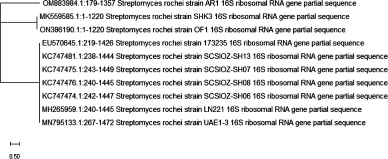 Study of exopolysaccharide produced by Streptomyces rochie strain OF1 and its effect as ameliorative on osteoarthritis in rats via inhibiting TNF-α/COX2 pathway.