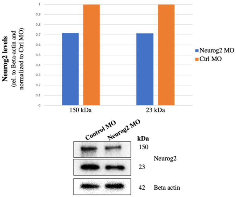 Neurogenin 2 and Neuronal Differentiation 1 Control Proper Development of the Chick Trigeminal Ganglion and Its Nerve Branches.