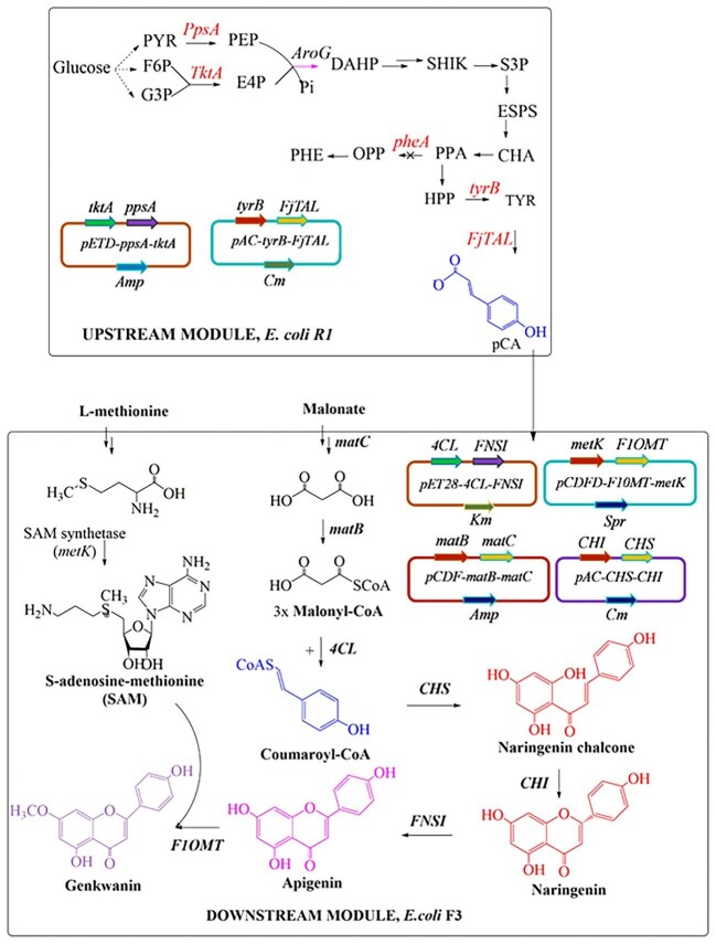 Metabolic engineering and optimization of Escherichia coli co-culture for the de novo synthesis of genkwanin.