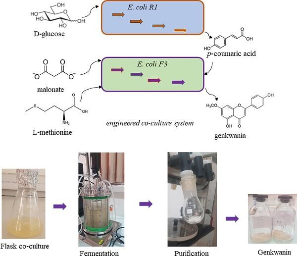 Metabolic engineering and optimization of Escherichia coli co-culture for the de novo synthesis of genkwanin.