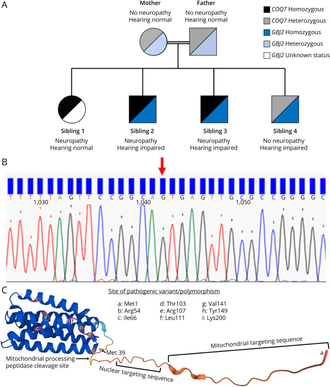 Novel Homozygous Variant in <i>COQ7</i> in Siblings With Hereditary Motor Neuropathy.