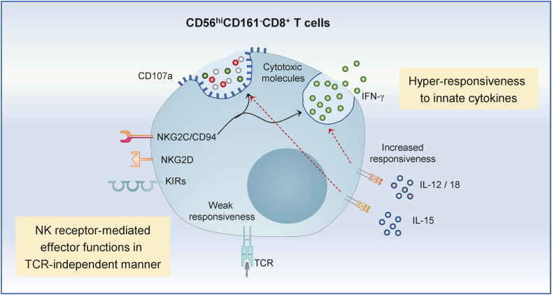 Human CD8<sup>+</sup> T-Cell Populations That Express Natural Killer Receptors.