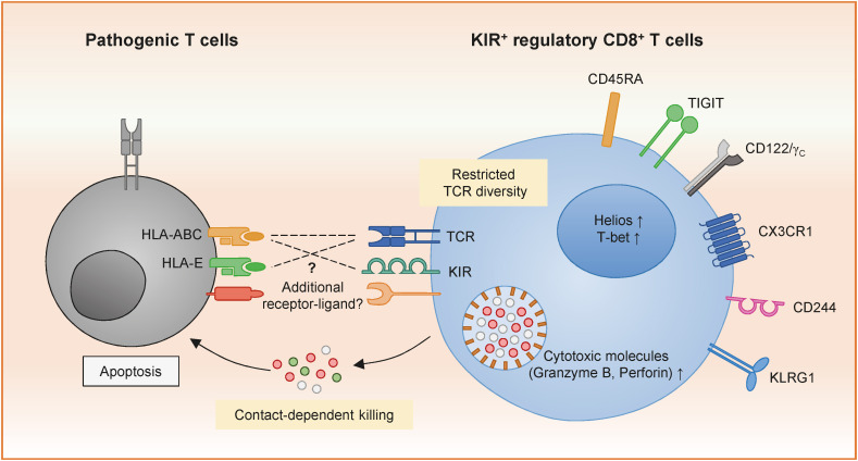 Human CD8<sup>+</sup> T-Cell Populations That Express Natural Killer Receptors.