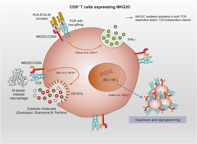 Human CD8<sup>+</sup> T-Cell Populations That Express Natural Killer Receptors.