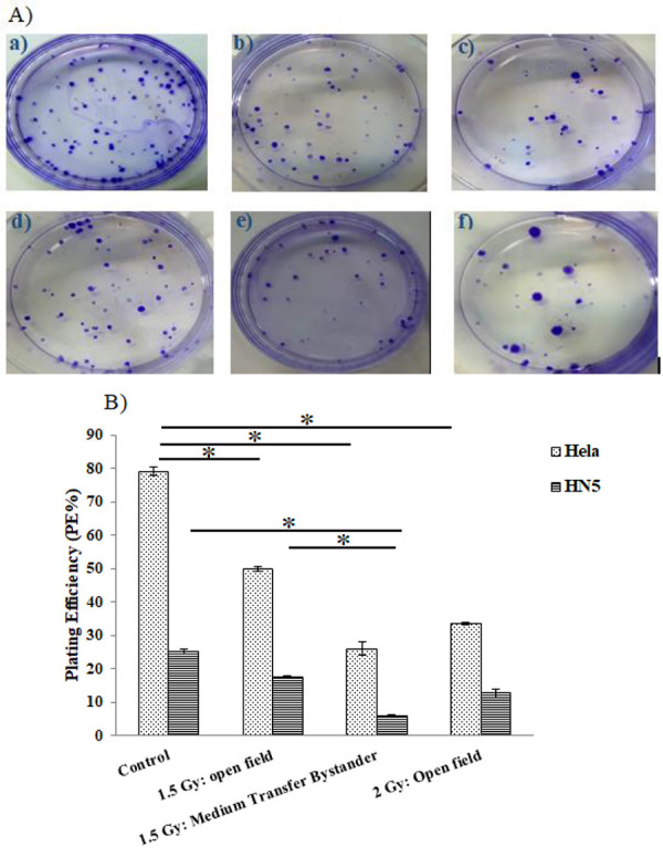 Bystander Response Following High-Dose X-irradiation; Time-dependent Nature of GammaH2AX Foci and Cell Death Consequences.