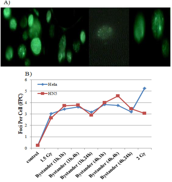 Bystander Response Following High-Dose X-irradiation; Time-dependent Nature of GammaH2AX Foci and Cell Death Consequences.