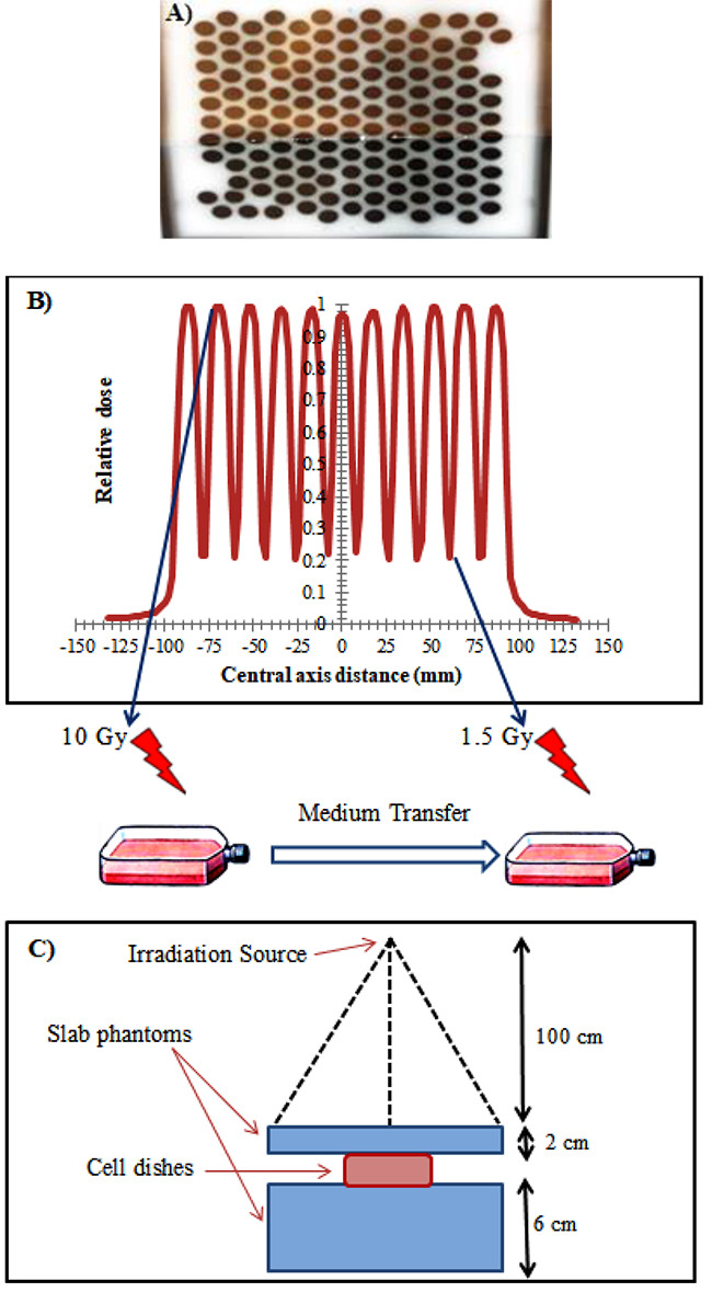 Bystander Response Following High-Dose X-irradiation; Time-dependent Nature of GammaH2AX Foci and Cell Death Consequences.