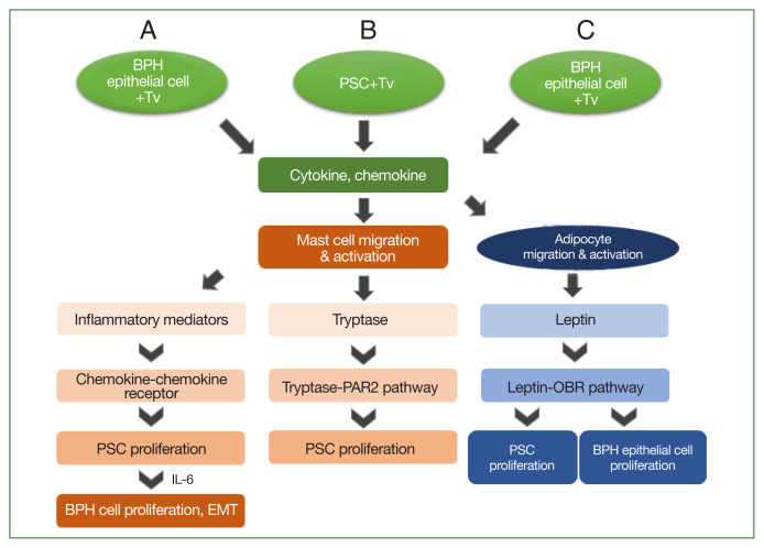 Inflammatory response to Trichomonas vaginalis in the pathogenesis of prostatitis and benign prostatic hyperplasia.
