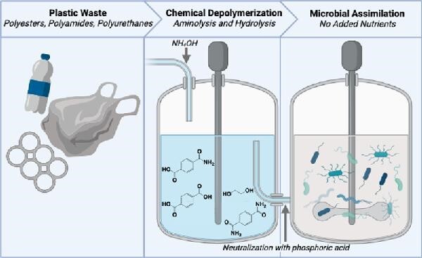 Versatile microbial communities rapidly assimilate ammonium hydroxide-treated plastic waste.