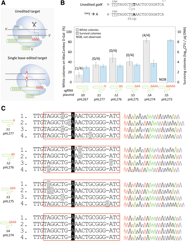 Miniature CRISPR-Cas12f1-Mediated Single-Nucleotide Microbial Genome Editing Using 3'-Truncated sgRNA.