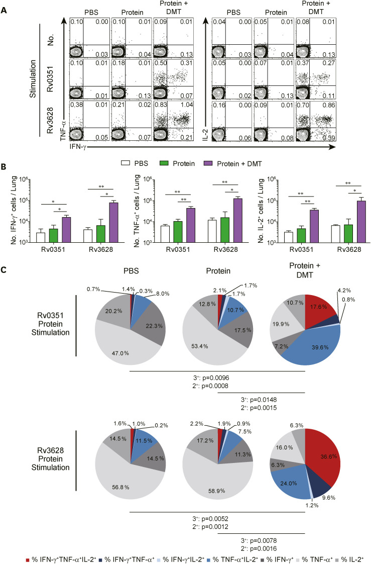 Protective Efficacy and Immunogenicity of Rv0351/Rv3628 Subunit Vaccine Formulated in Different Adjuvants Against <i>Mycobacterium tuberculosis</i> Infection.