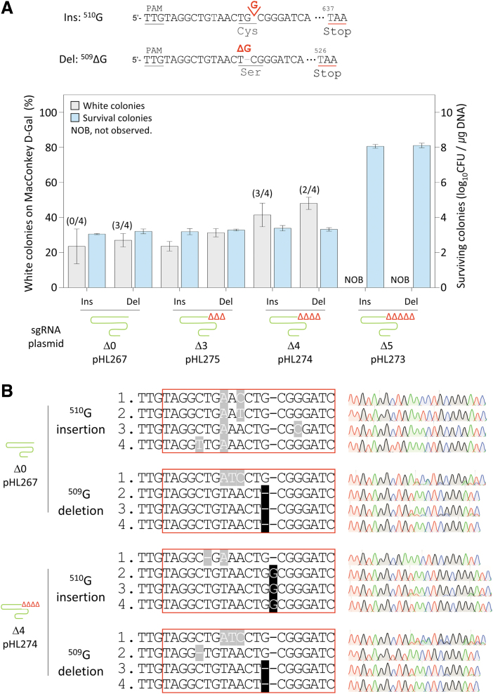 Miniature CRISPR-Cas12f1-Mediated Single-Nucleotide Microbial Genome Editing Using 3'-Truncated sgRNA.