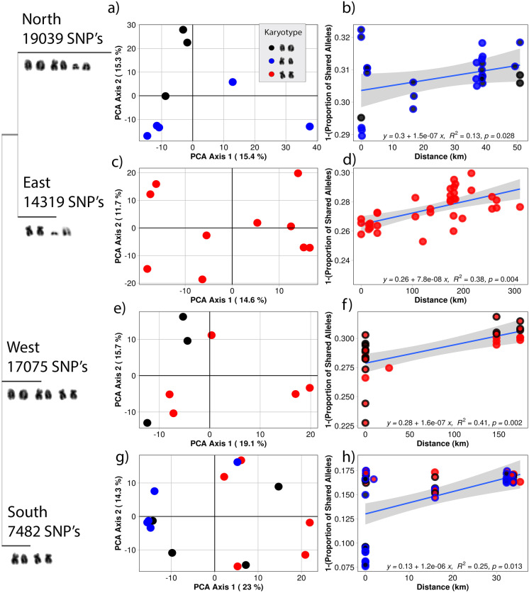 Widespread chromosomal rearrangements preceded genetic divergence in a monitor lizard, Varanus acanthurus (Varanidae).