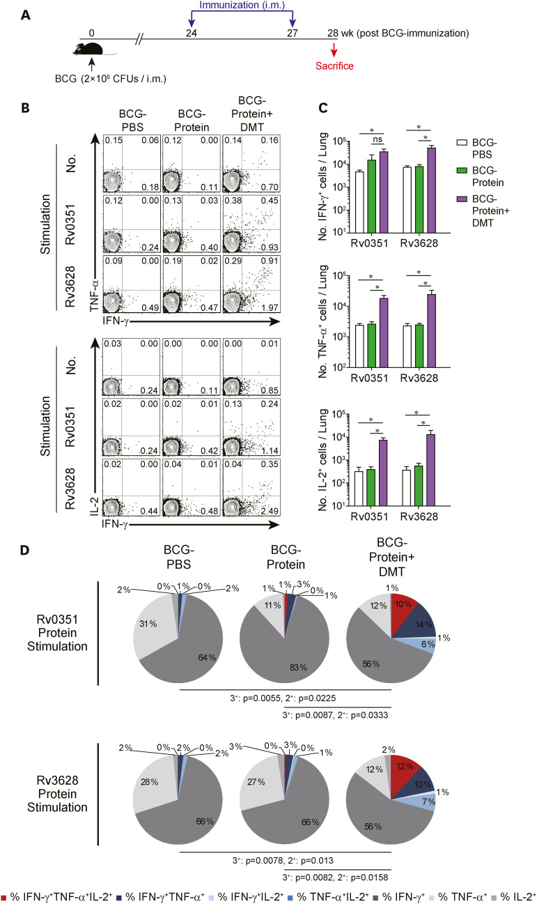 Protective Efficacy and Immunogenicity of Rv0351/Rv3628 Subunit Vaccine Formulated in Different Adjuvants Against <i>Mycobacterium tuberculosis</i> Infection.