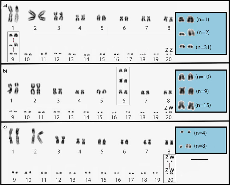 Widespread chromosomal rearrangements preceded genetic divergence in a monitor lizard, Varanus acanthurus (Varanidae).