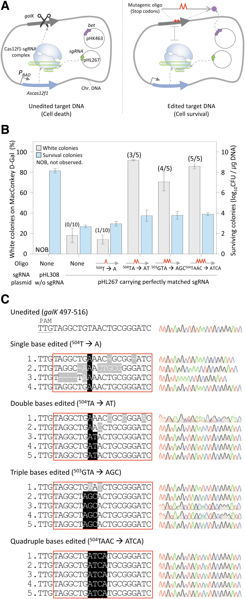 Miniature CRISPR-Cas12f1-Mediated Single-Nucleotide Microbial Genome Editing Using 3'-Truncated sgRNA.