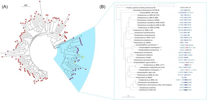 Streptomyces lividans 66 produces a protease inhibitor via a tRNA-utilizing enzyme interacting with a C-minus NRPS.