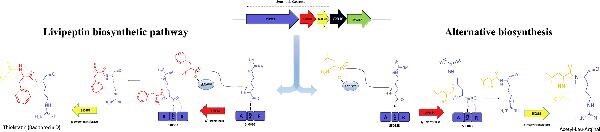 Streptomyces lividans 66 produces a protease inhibitor via a tRNA-utilizing enzyme interacting with a C-minus NRPS.