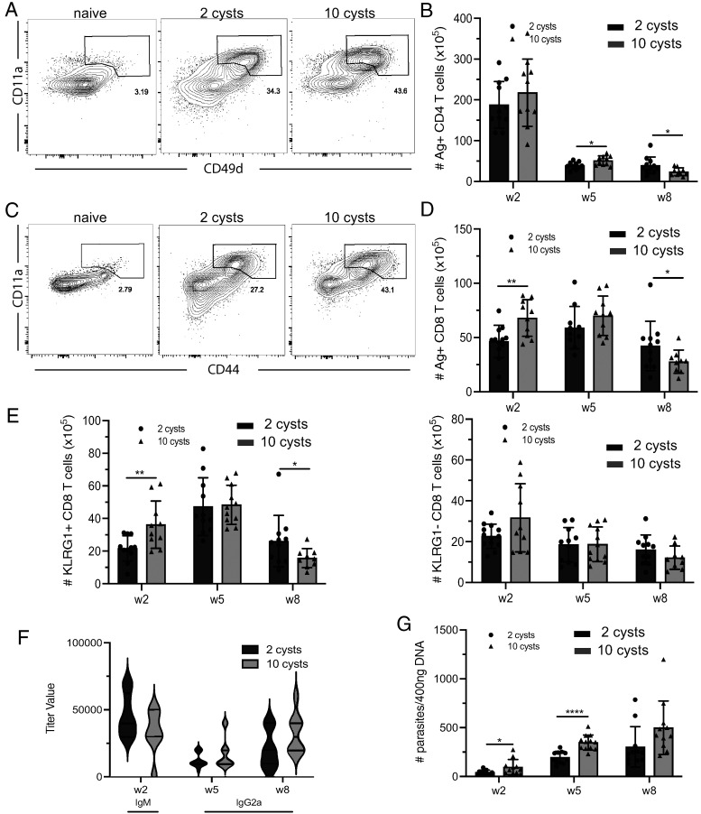 A Lower Dose of Infection Generates a Better Long-Term Immune Response against Toxoplasma gondii.