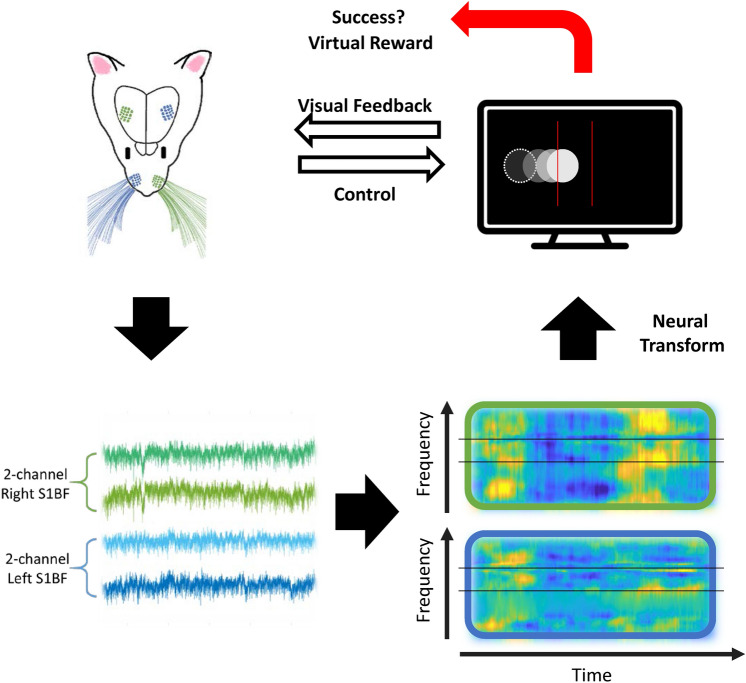 Somatosensory ECoG-based brain-machine interface with electrical stimulation on medial forebrain bundle.