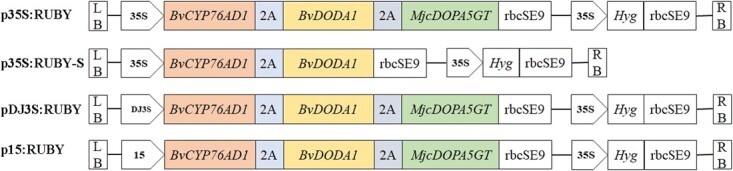 Generating colorful carrot germplasm through metabolic engineering of betalains pigments.