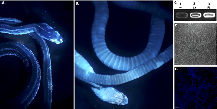 Incidents of snake fungal disease caused by the fungal pathogen <i>Ophidiomyces ophidiicola</i> in Texas.