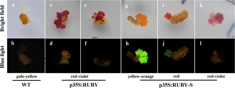 Generating colorful carrot germplasm through metabolic engineering of betalains pigments.