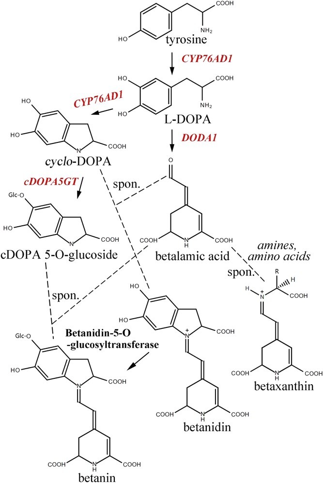 Generating colorful carrot germplasm through metabolic engineering of betalains pigments.