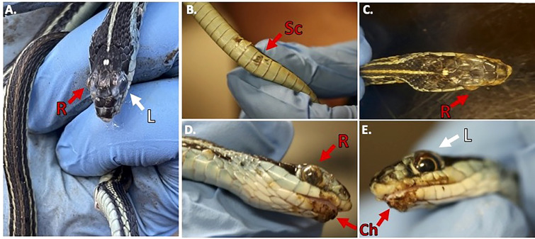 Incidents of snake fungal disease caused by the fungal pathogen <i>Ophidiomyces ophidiicola</i> in Texas.