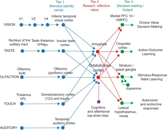 The orbitofrontal cortex, food reward, body weight and obesity.