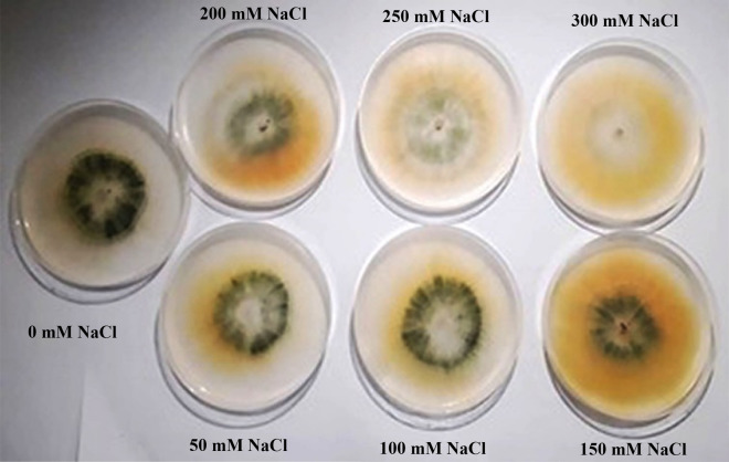 Alleviation of the adverse effects of NaCl stress on tomato seedlings (Solanum lycopersicum L.) by Trichoderma viride through the antioxidative defense system.