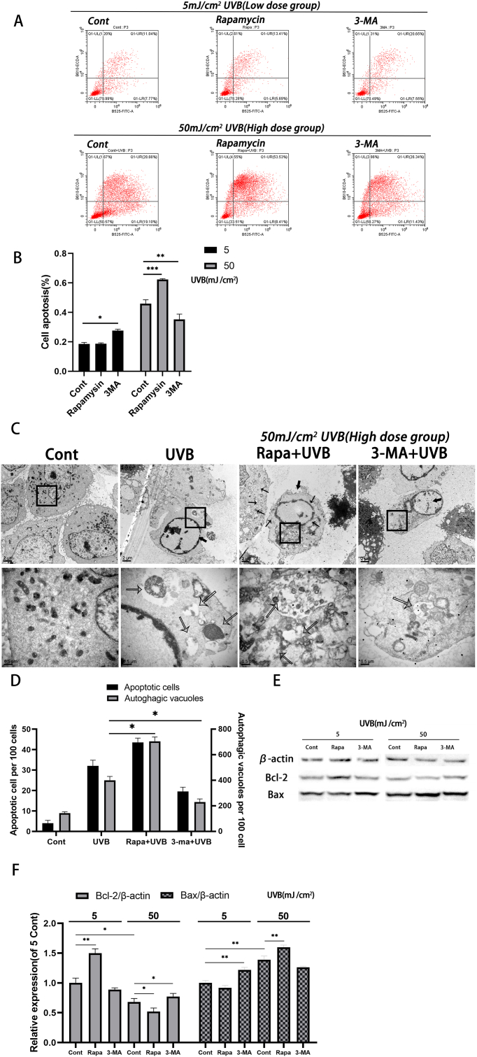 Role of Rapamycin and 3-MA in oxidative damage of HLECs caused by two doses of UVB radiation