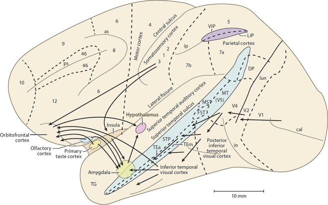 The orbitofrontal cortex, food reward, body weight and obesity.